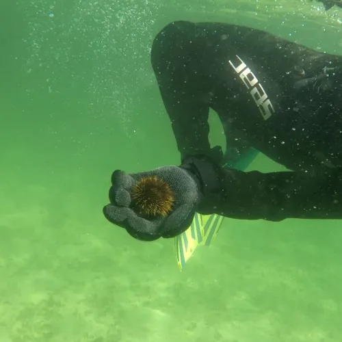 The Natural North snorkler med kråkebolle