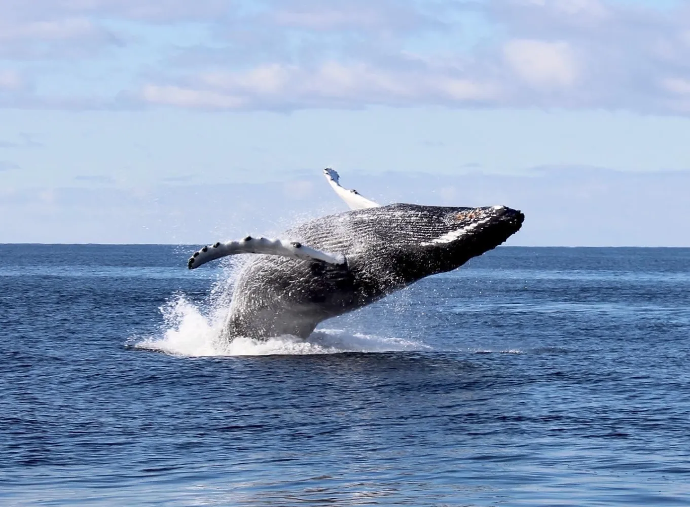 Hval hopper på fjorden