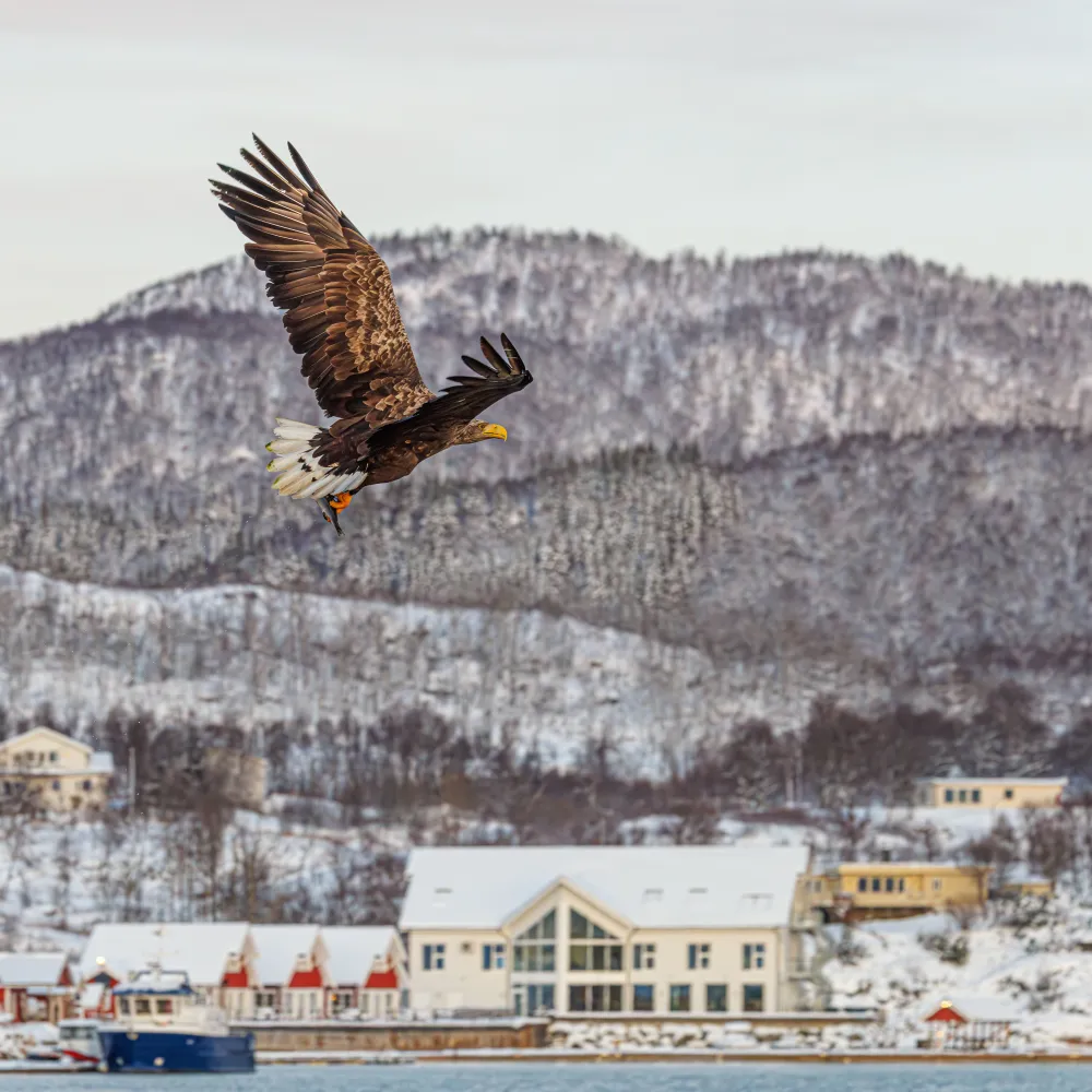 Eagle by Senja Fjordhotell 