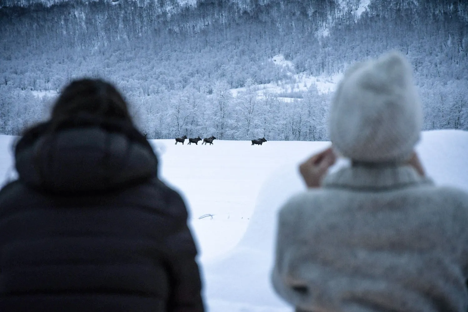Wild Moose - Up in the Arctic