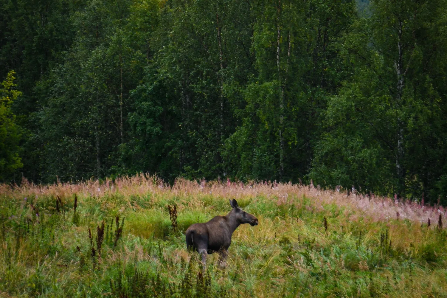 In the footsteps of the wild moose - Up in the Arctic