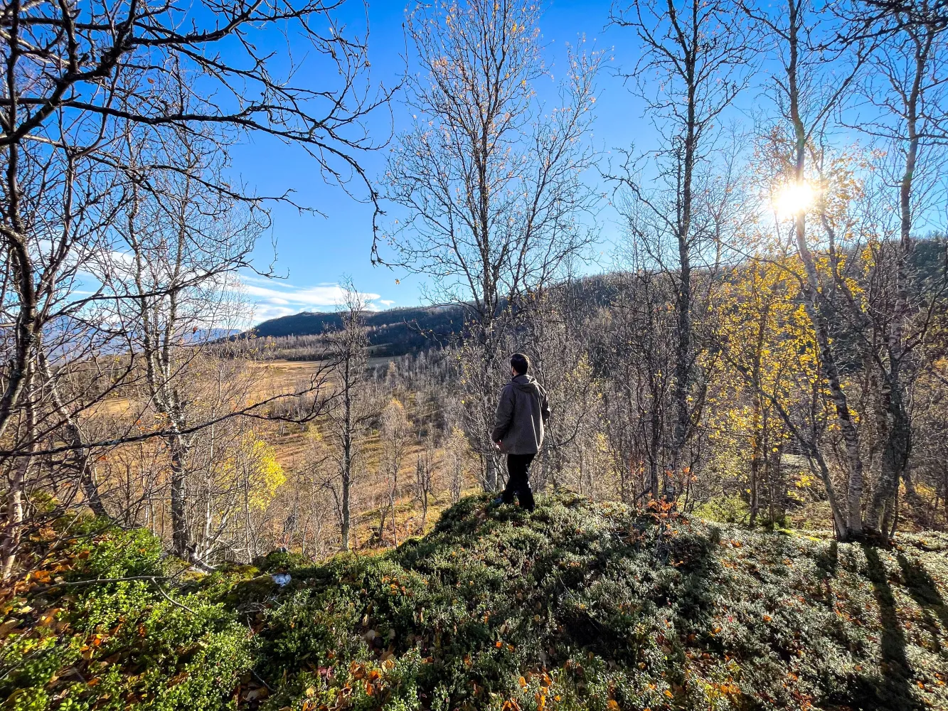 In the footsteps of the wild moose - Up in the Arctic