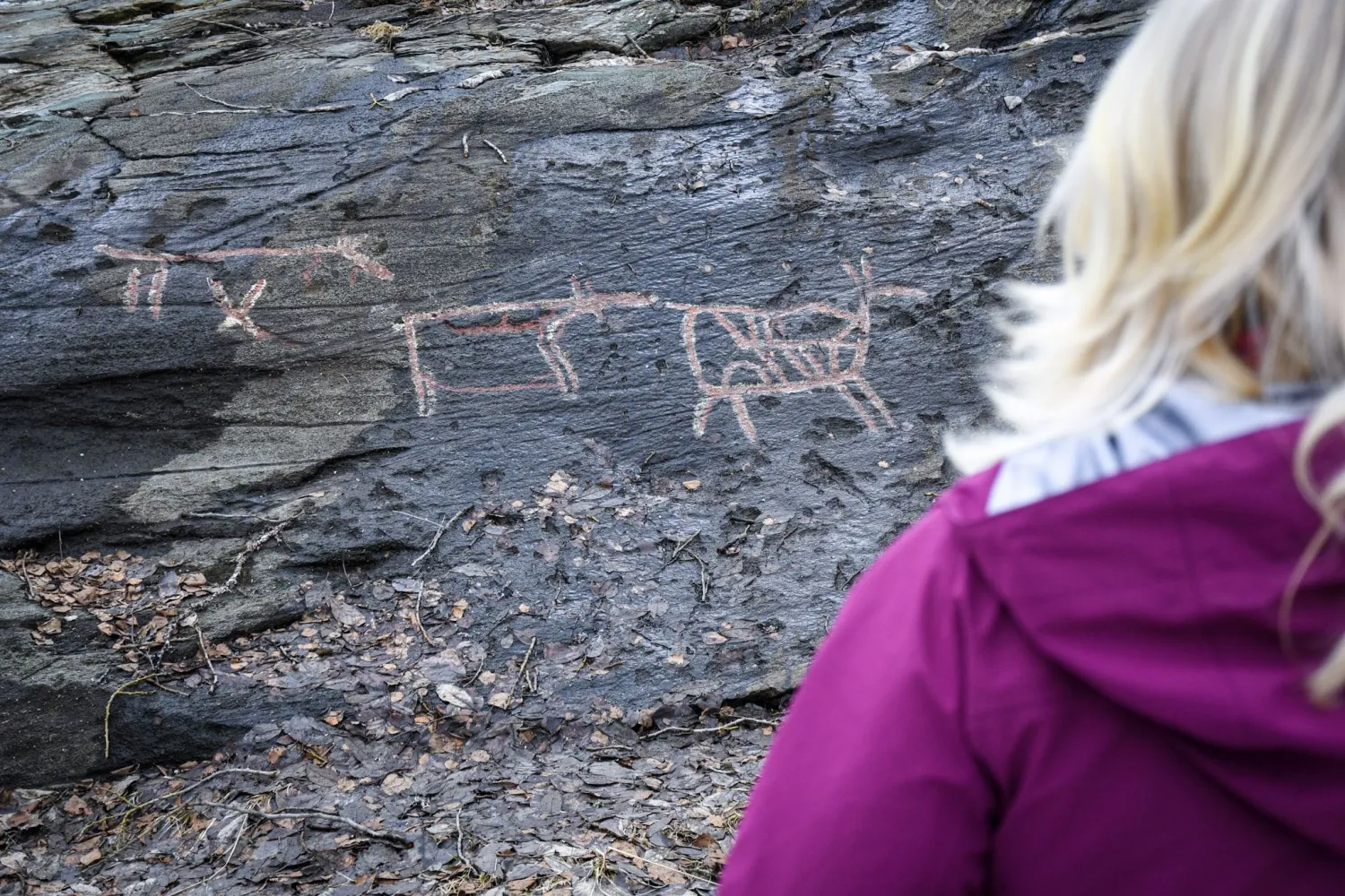 In the footsteps of the wild moose - Up in the Arctic