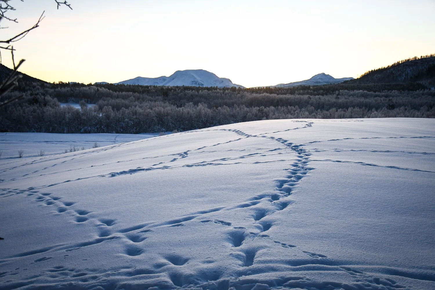 Wild Moose - Up in the Arctic