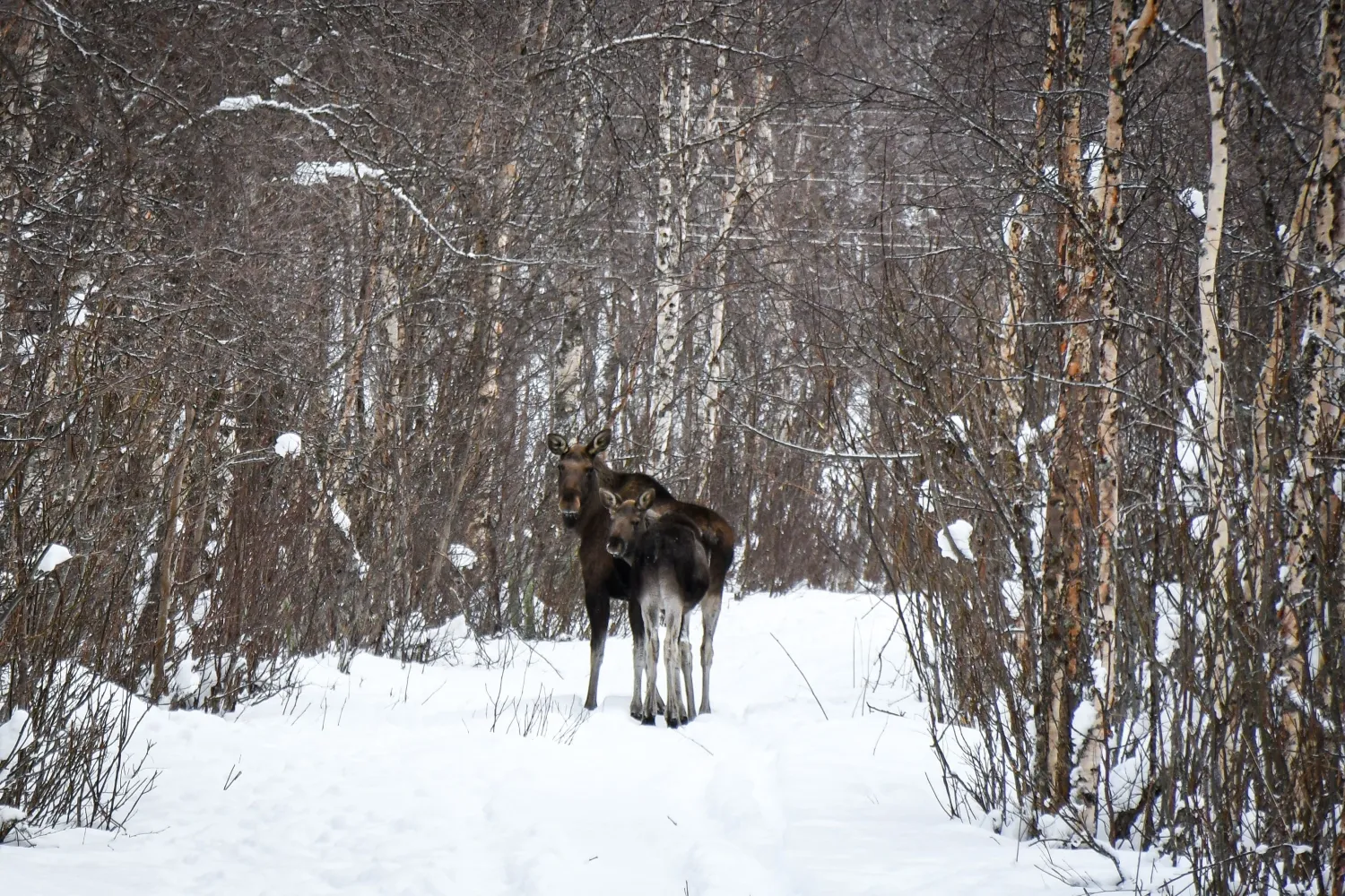 Wild Moose - Up in the Arctic