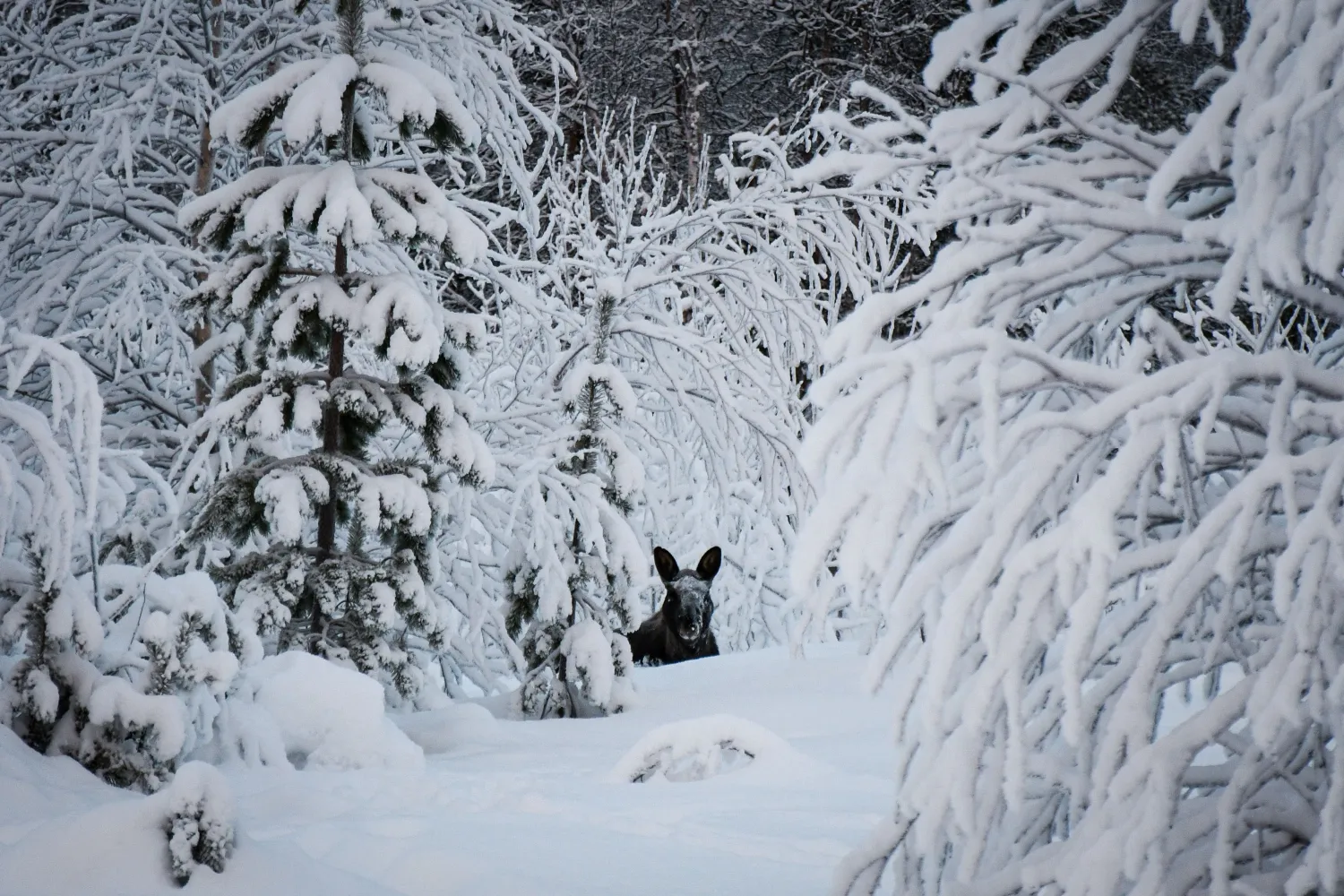 Wild Moose - Up in the Arctic
