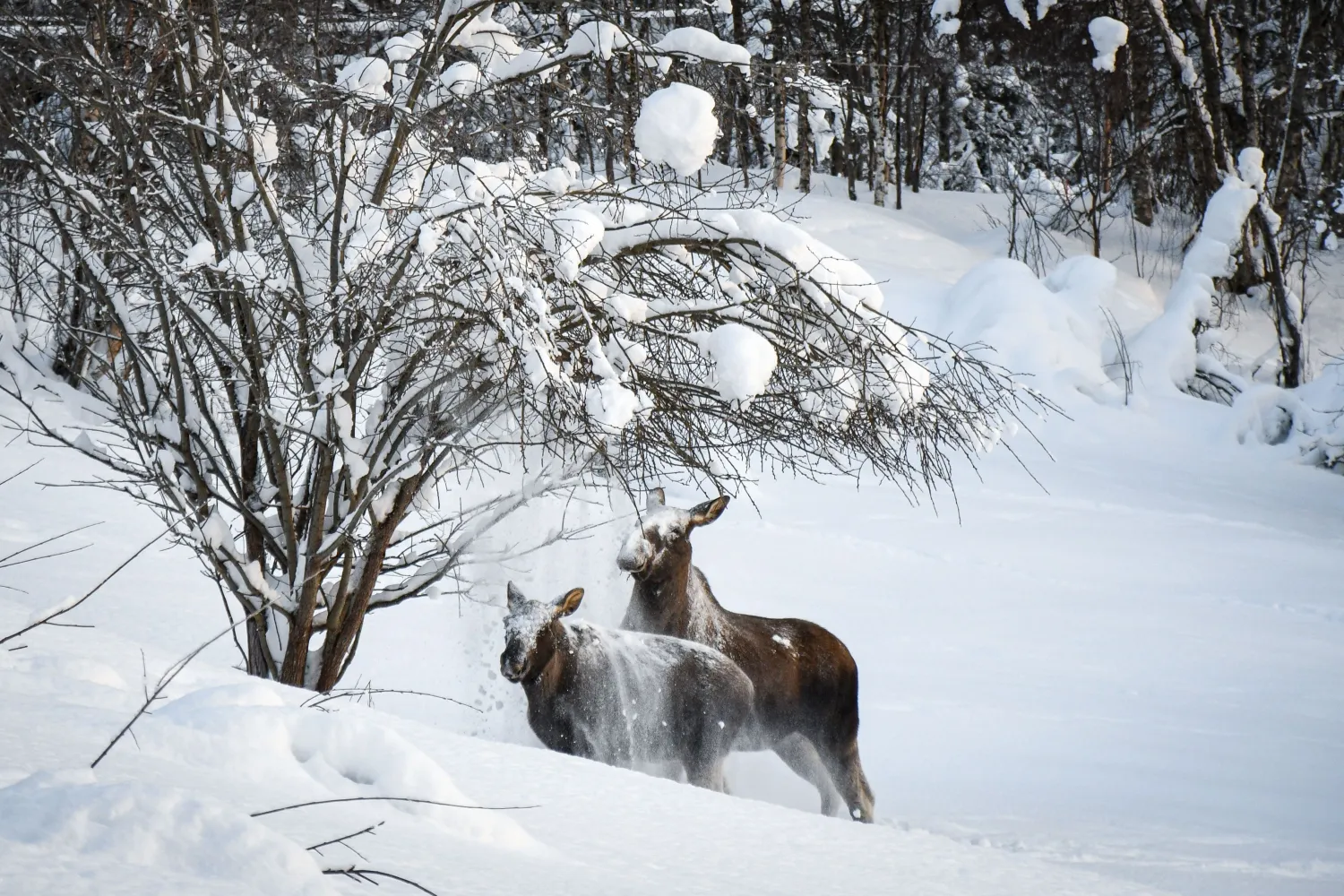Wild Moose - Up in the Arctic
