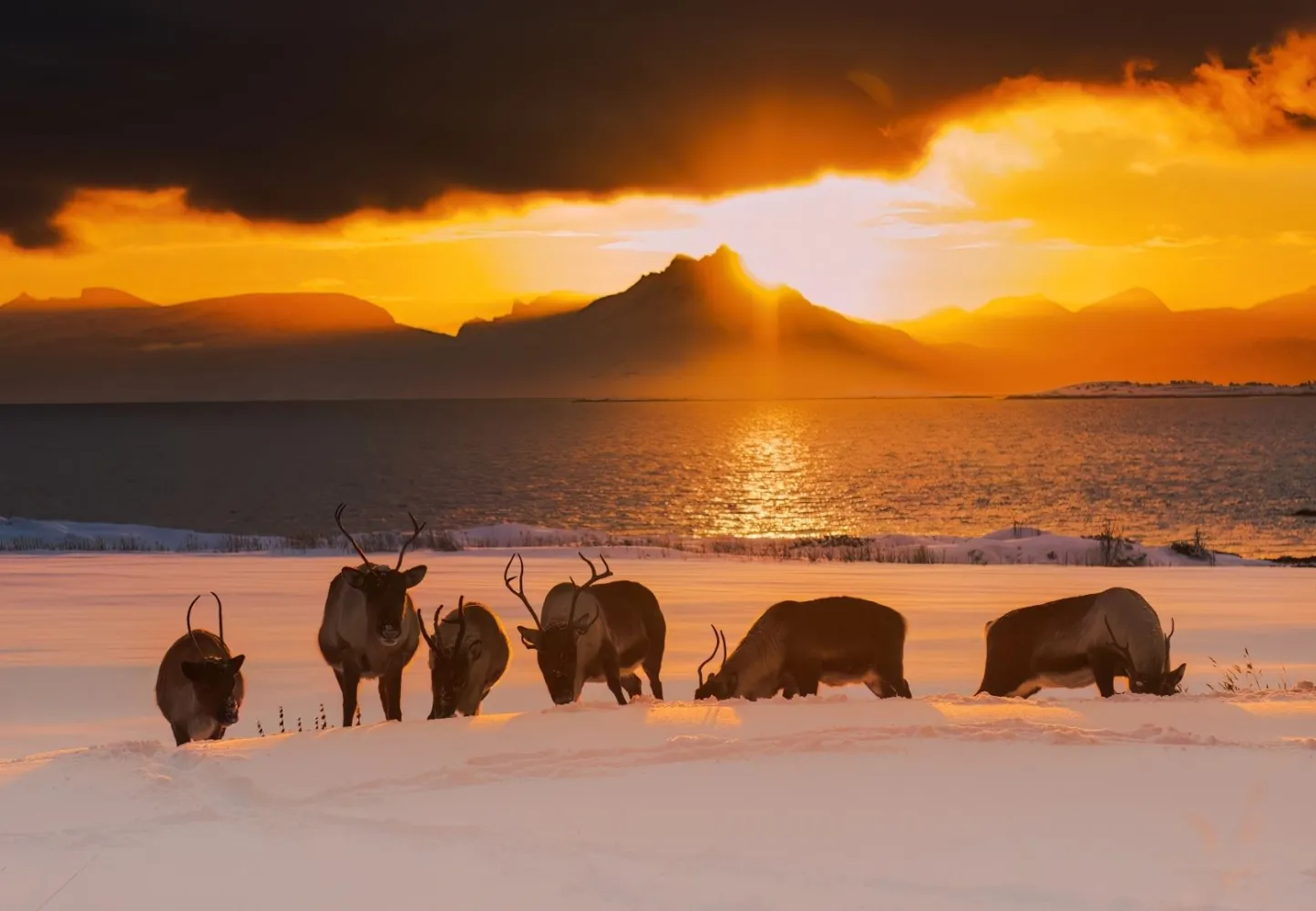 Utforsk magiske Senja med  Xplor Senja
