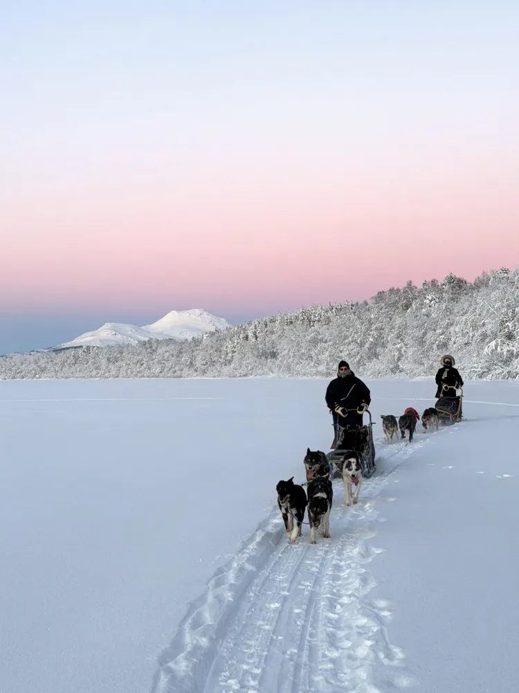 M-Husky winter pink sky