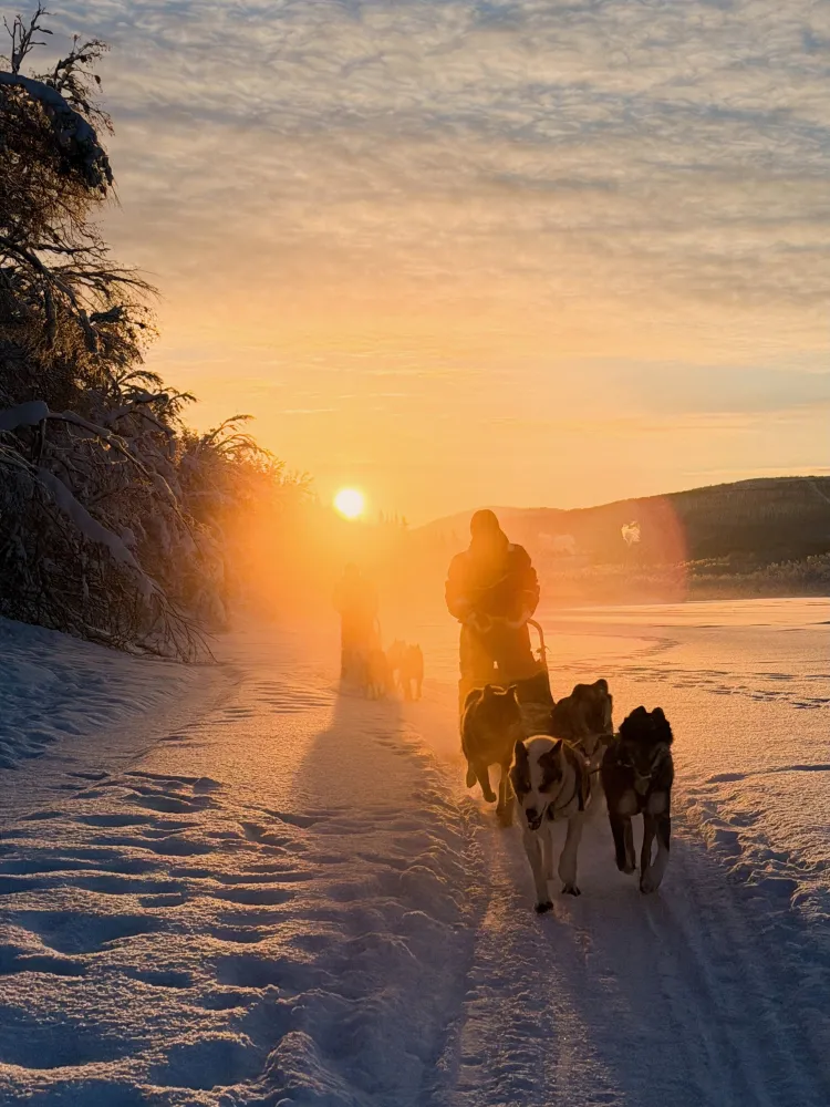 M-Husky winter frosty sunset