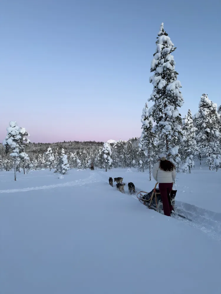 M-Husky Winter woods