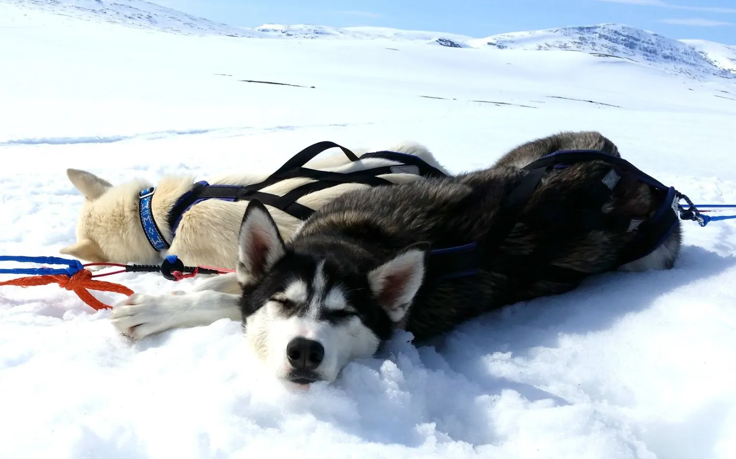 Senja Husky Adventure