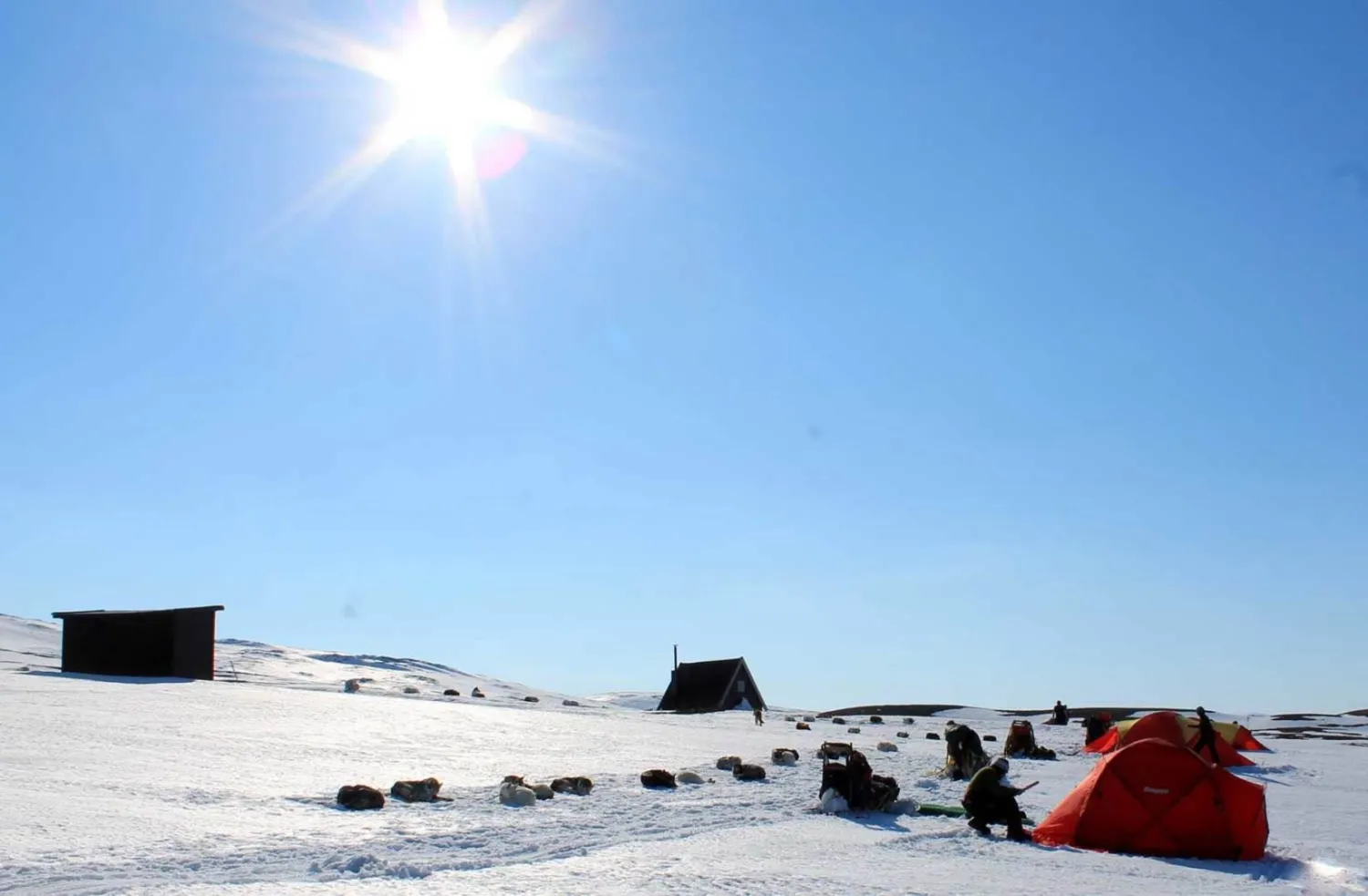 Senja Husky Adventure