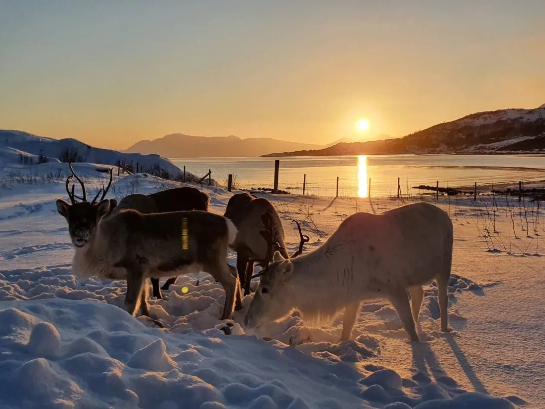Reinsdyr i snøen, sol i bakgrunnen
