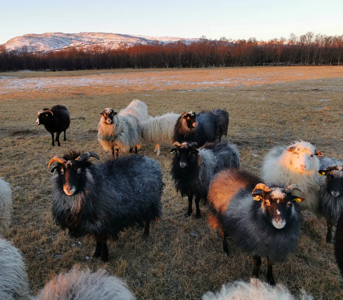 Frittgående sauer på Tranøya