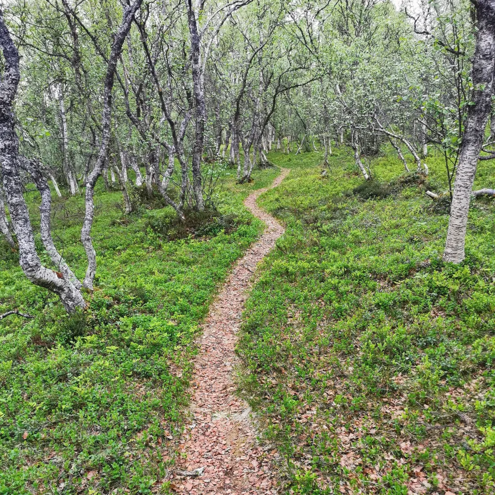 Kulturvandring med guide på Tranøya
