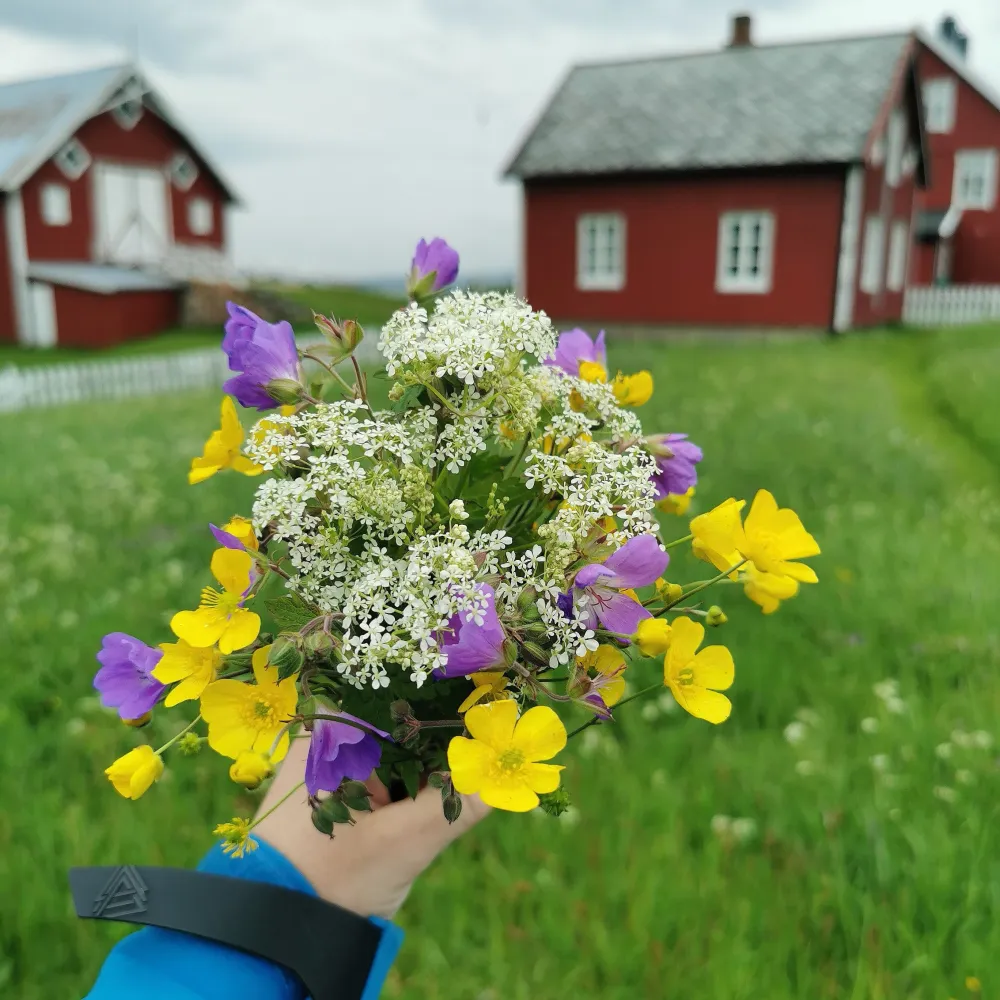 Senja Moments Tranøya