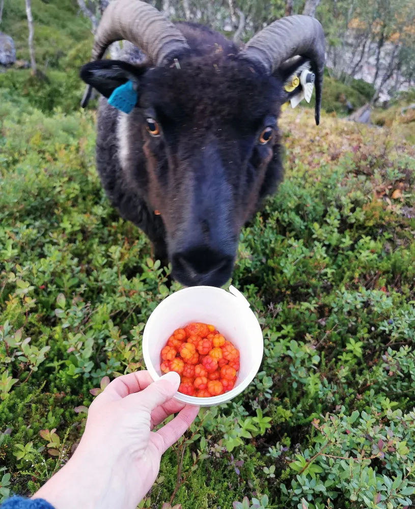 Senja Moments Tranøya