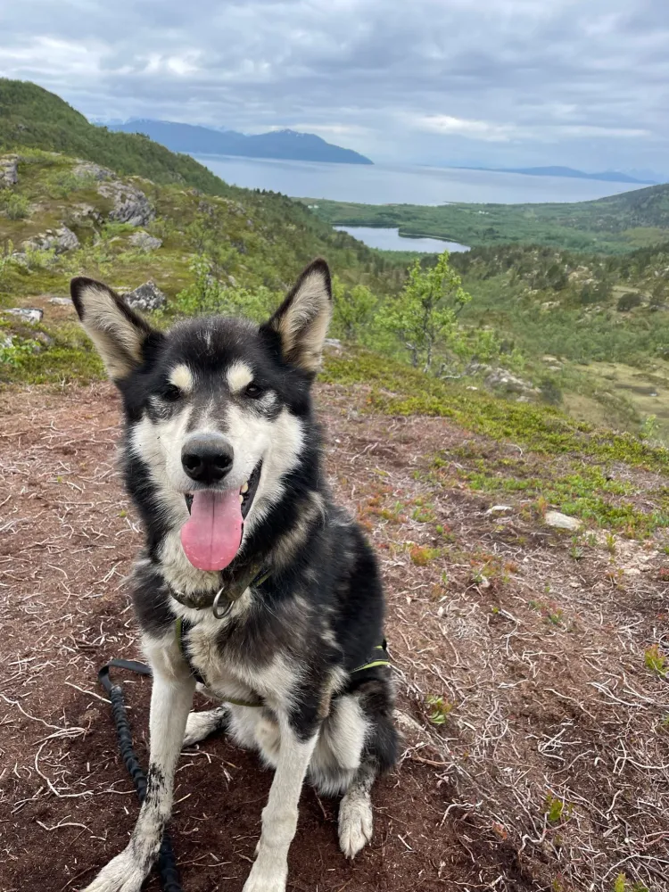 Guidet vandring i fjellet med huskyhund