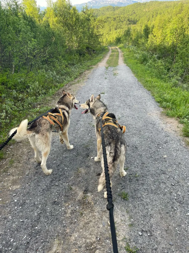 Guidet vandring i fjellet med huskyhund