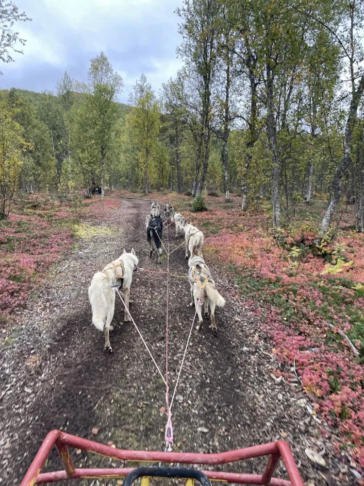 Hundekjøring i vakre høstfarger