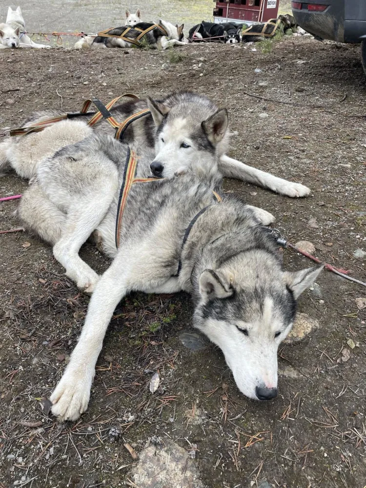 Hundekjøring i vakre høstfarger