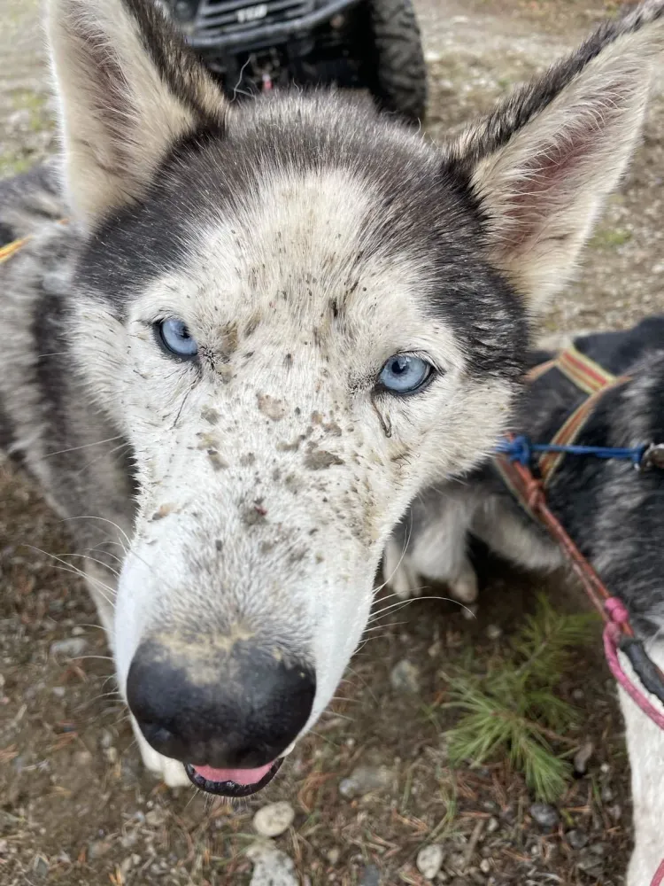 Hundekjøring i vakre høstfarger