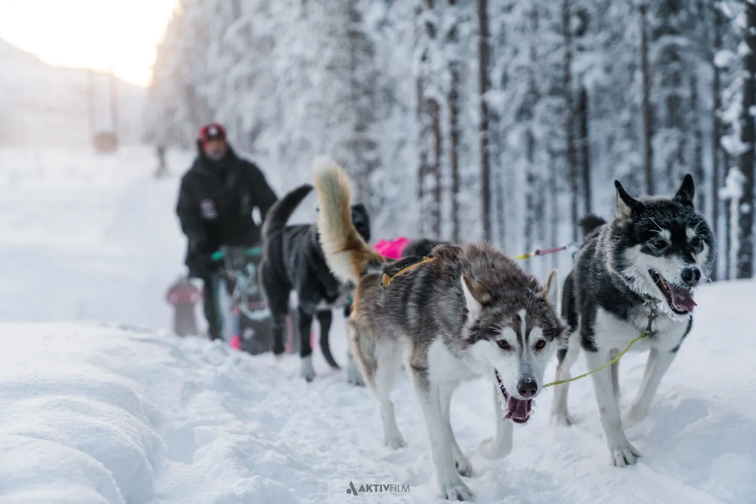Nordlysjakt og hundekjøring