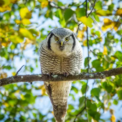 Haukugle Dag A Larsen